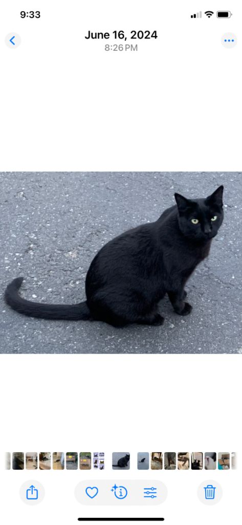 Stanley, lost cat, DSH