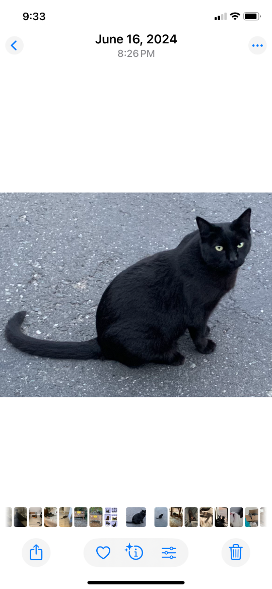Stanley, lost cat, DSH