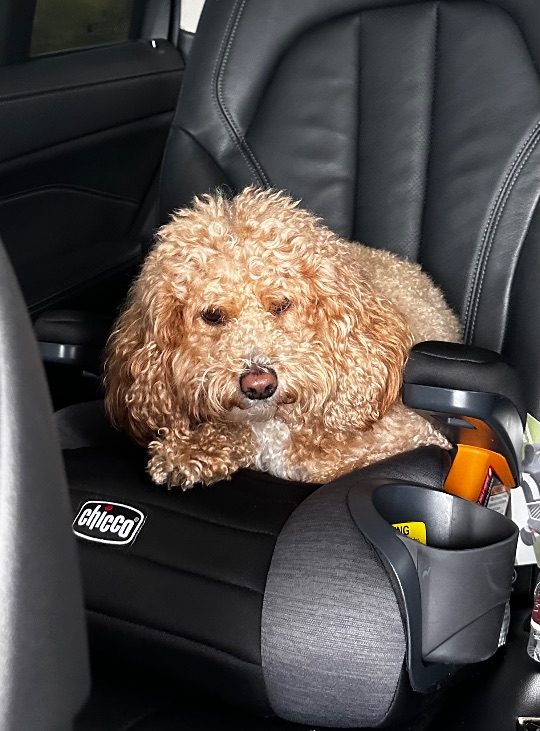 Dax, lost dog, Mini Poodle