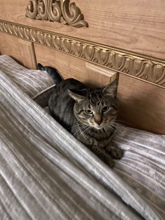 Juniof, lost cat, Domestic Shorthair