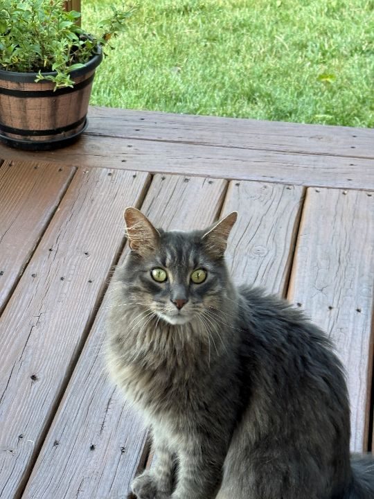 Pico, lost cat, Maine Coon