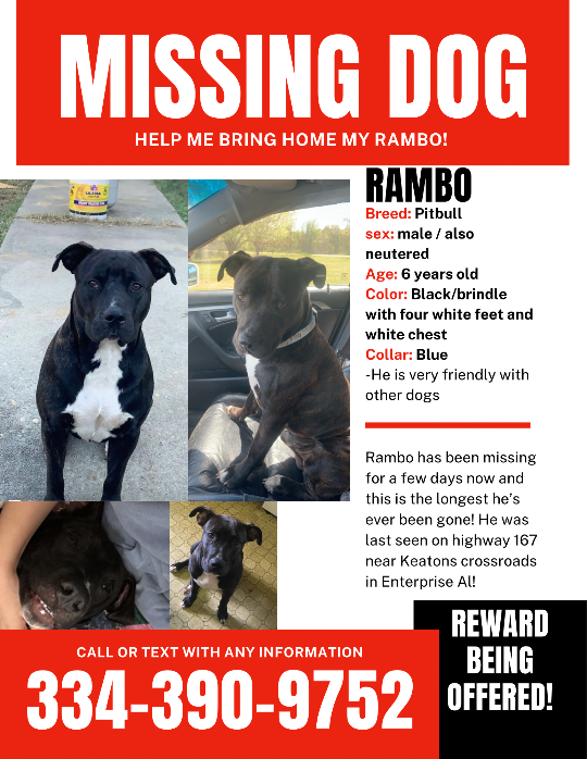 Rambo, lost dog, Pit bull