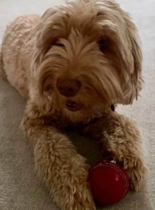 Daisy, lost dog, Labradoodle