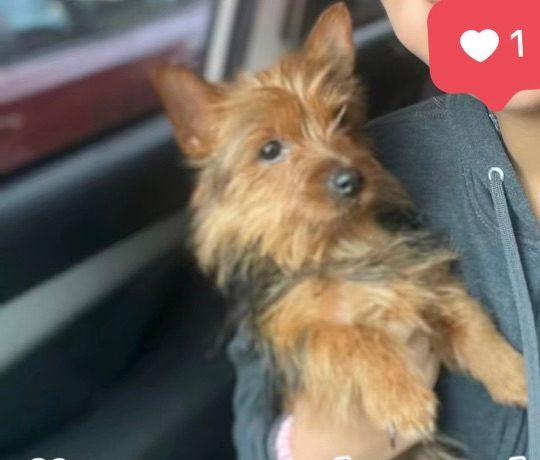 Luney, lost dog, Yorkie