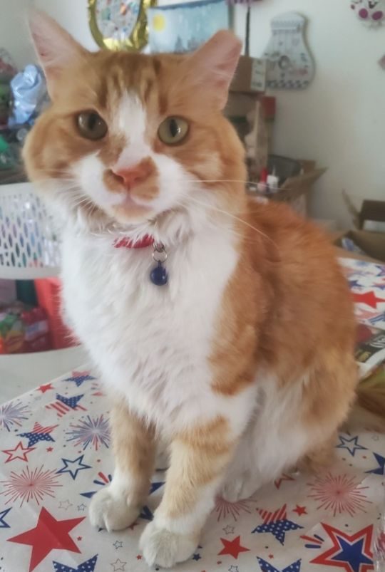 Donald, lost cat, Cat