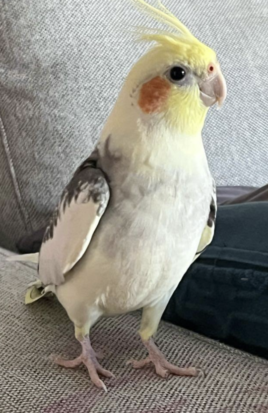 Simba, lost bird, Cockatiel