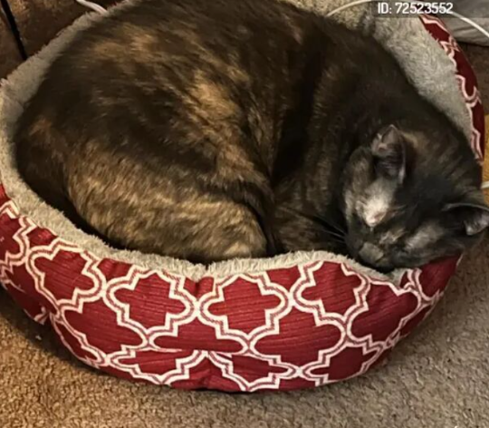 Belle, lost cat, tortishell