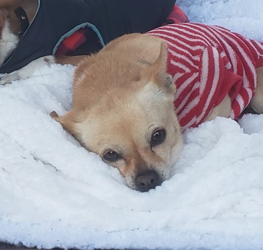 Leeloo, lost dog, Chihuahua