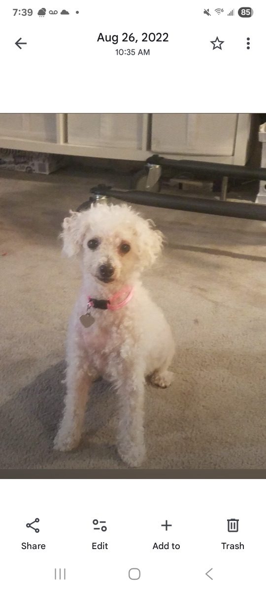 Razzberry, lost dog, Toy poodle mix