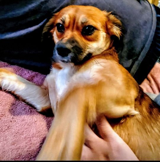 Willow, lost dog, Chiweenie