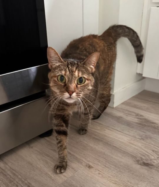 Stella, lost cat, American Shorthair