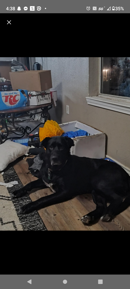 Faith, lost dog, Lab