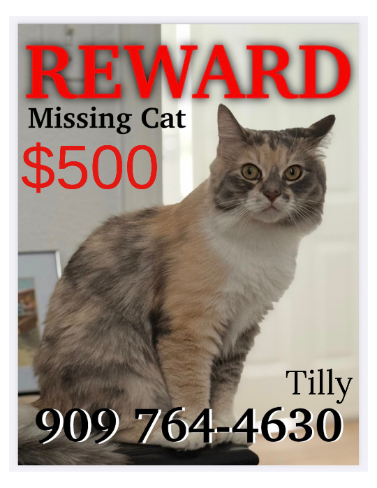 Tilly, lost cat, Calico