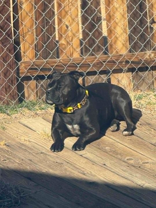 Faye, lost dog, american staffy