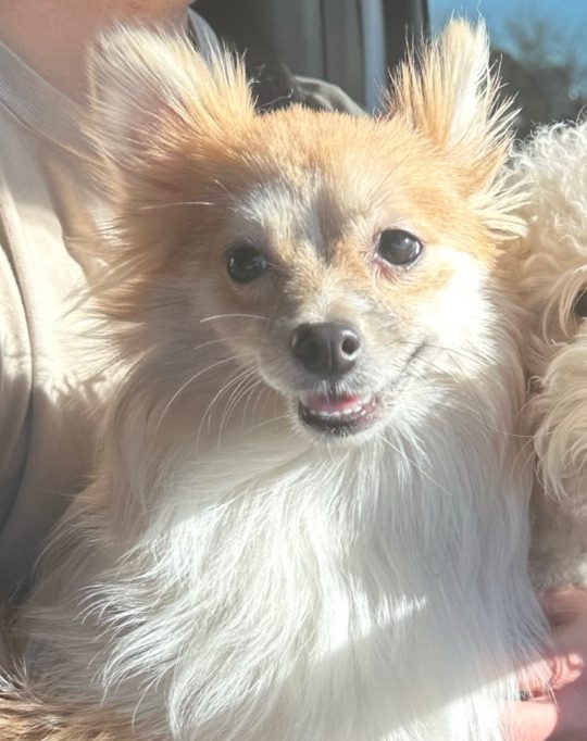 Kataleya, lost dog, Pomeranian