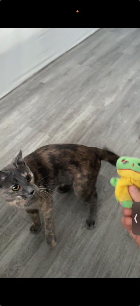 Eeve, lost cat, Dilute tortoiseshell