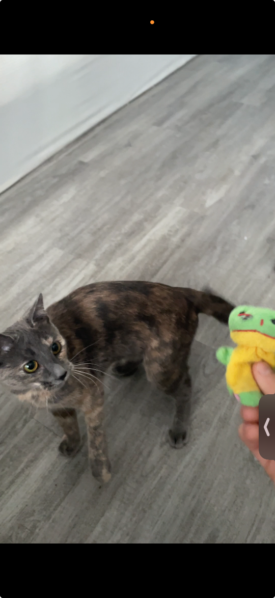 Eeve, lost cat, Dilute tortoiseshell