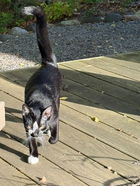 Walter, lost cat, Domestic Short Hair