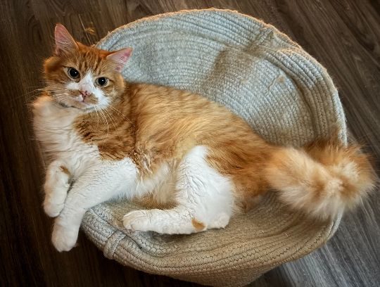 Yoshi, lost cat, Orange Tabby/Domestic Long Hair