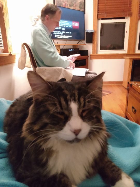 Balu, lost cat, Domestic shorthair