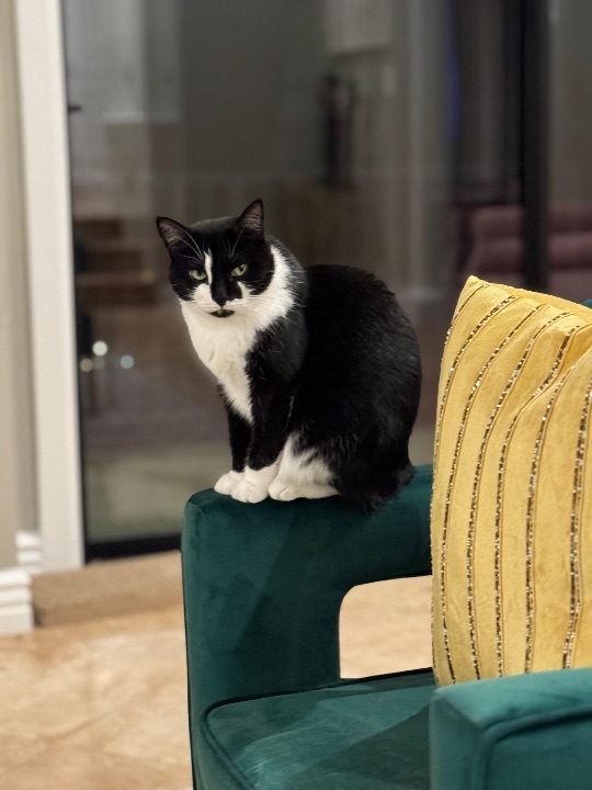 Drama, lost cat, American shot hair