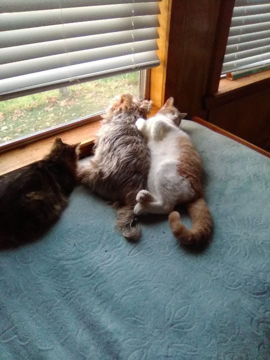 Simba, lost cat, Tabby