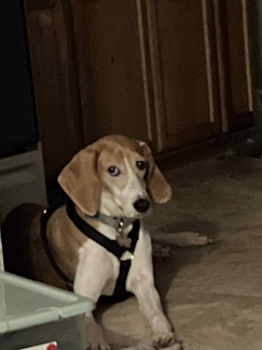 Lady, lost dog, foxhound