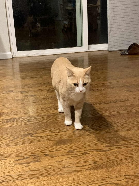 Tucker, lost cat, Domestic Shorthair
