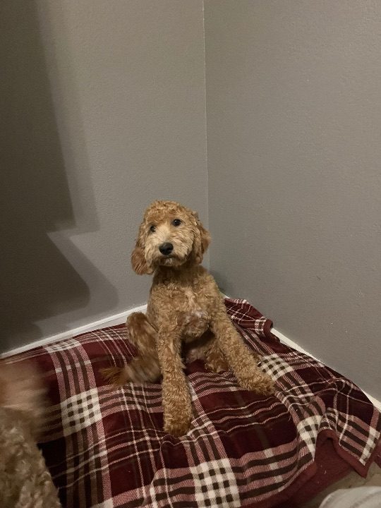 Katy, lost dog, Labradoodle