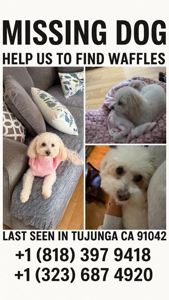 Waffles, lost dog, Maltese-poodle