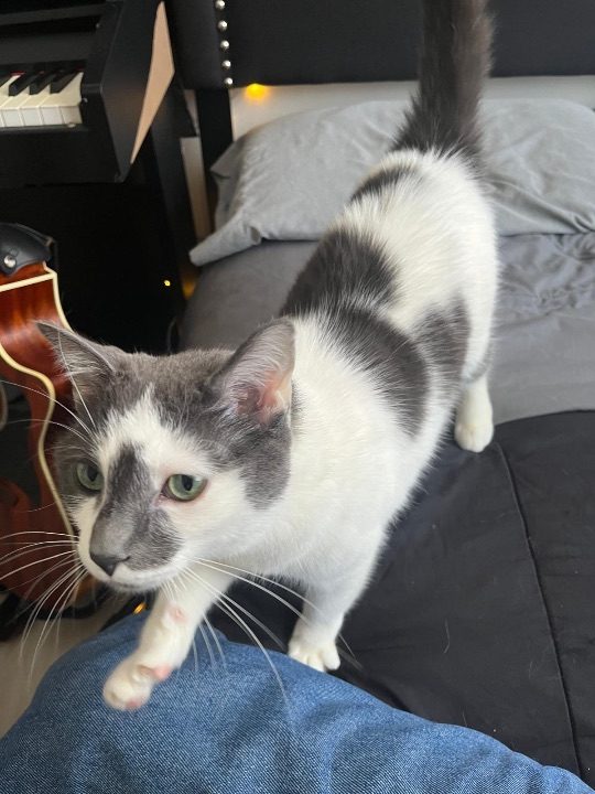 Woodstock, lost cat, N/A