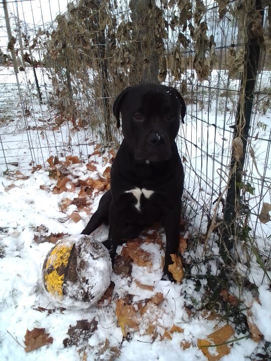 Smokey, lost dog, Large mix