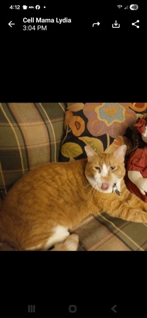 Gingy, lost cat, Tabby