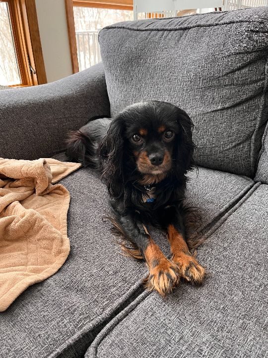 Cocoa, lost dog, Cavalier King Charles Spaniel