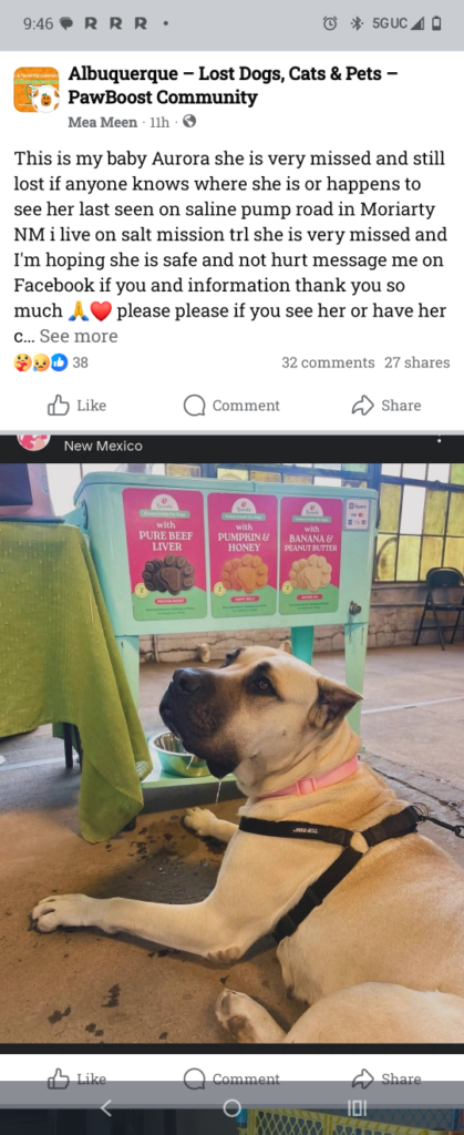 Aurora, lost dog, Cane corso