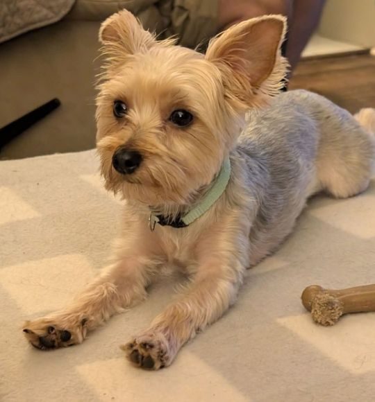 Sweetie, lost dog, Yorkie