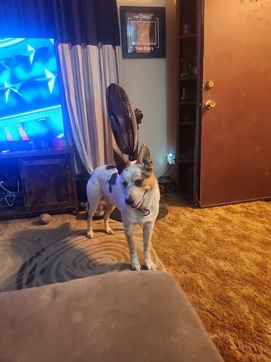 Jake, lost dog, Border Collie and Queensland mix