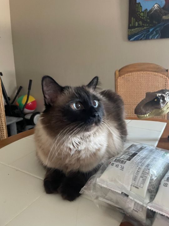Spoofie, lost cat, Himalayan