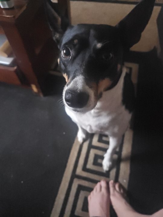 Lucy, lost dog, Decker rat terrier