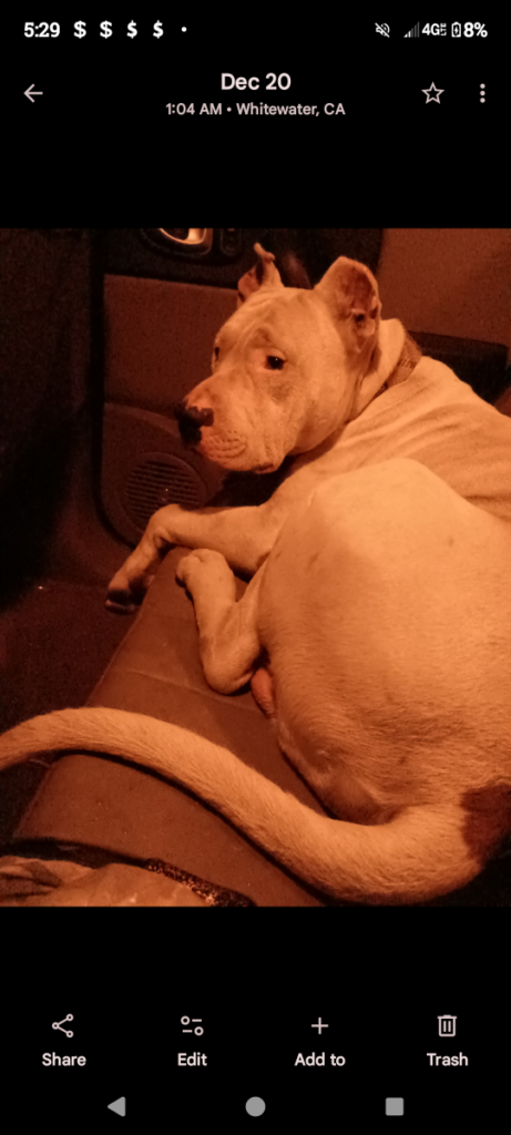 Apache, lost dog, Dogo Argentino