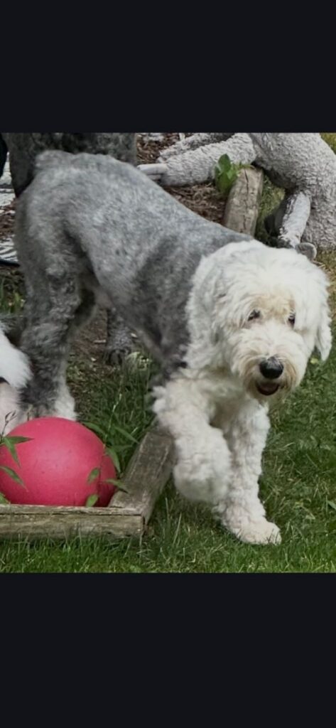 Moss, lost dog, Sheep dog