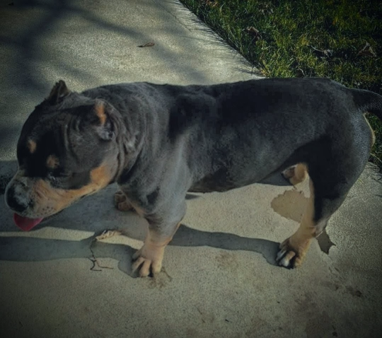 Sadie, lost dog, American Bully