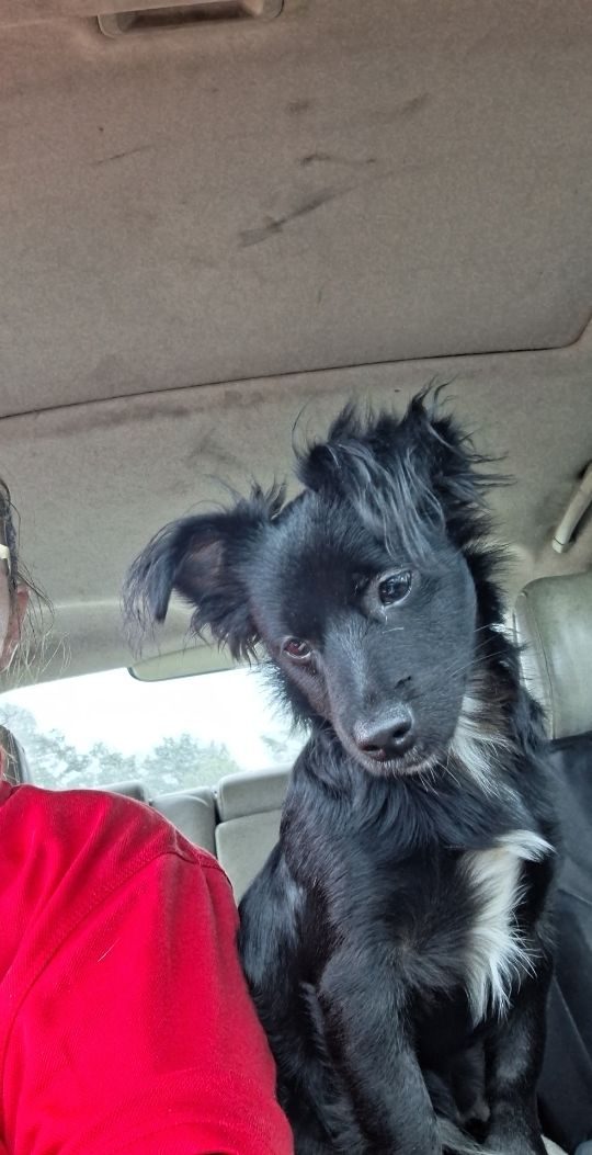 Toedoe, lost dog, Jack rat terrier