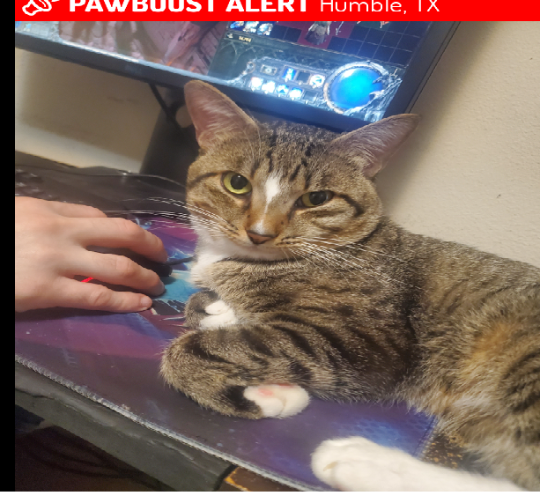 Laetus, lost cat, Domestic Shorthair