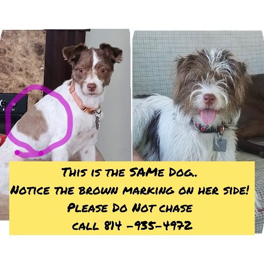 Ellie, lost dog, Terrier mix