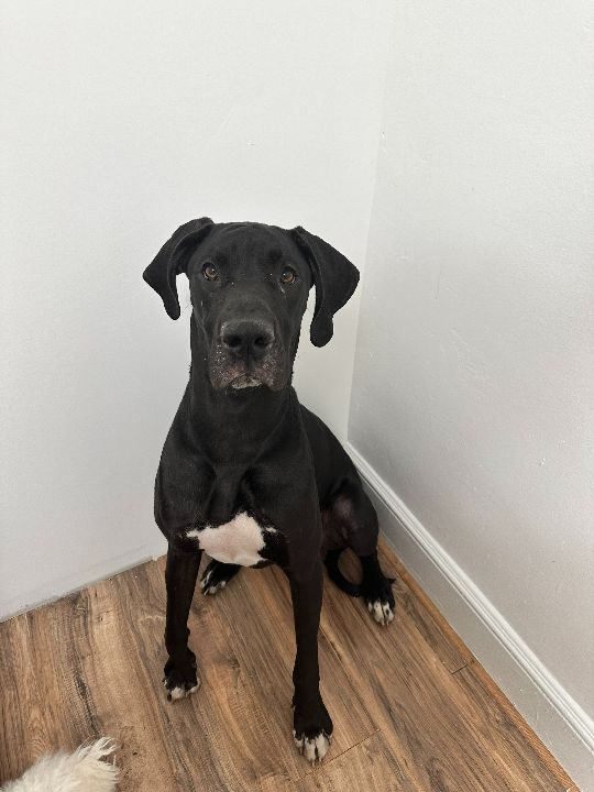 Sarabi, lost dog, Great Dane