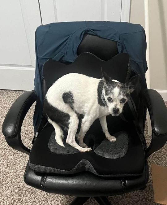 Boomer, lost dog, Chihuahua Mix