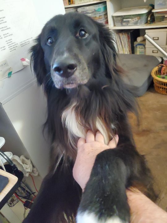 Teddy, lost dog, Retriever/Newfoundland