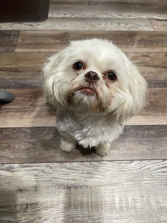 Hazel, lost dog, Shih Tzu