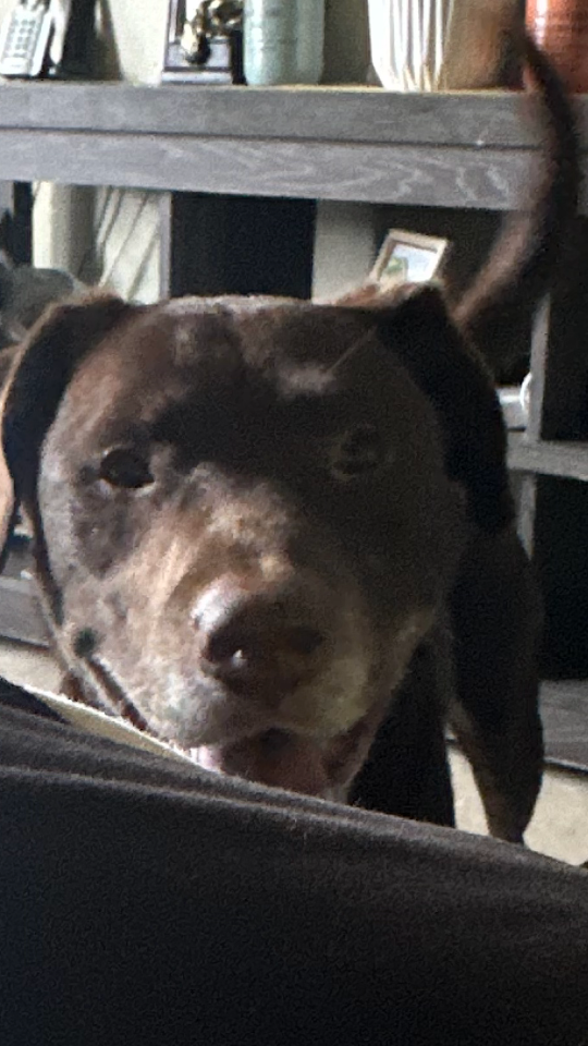 Coco, lost dog, Chocolate Labrador